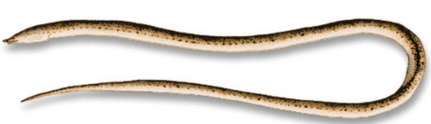 Apterichtus anguiformis_03.jpg